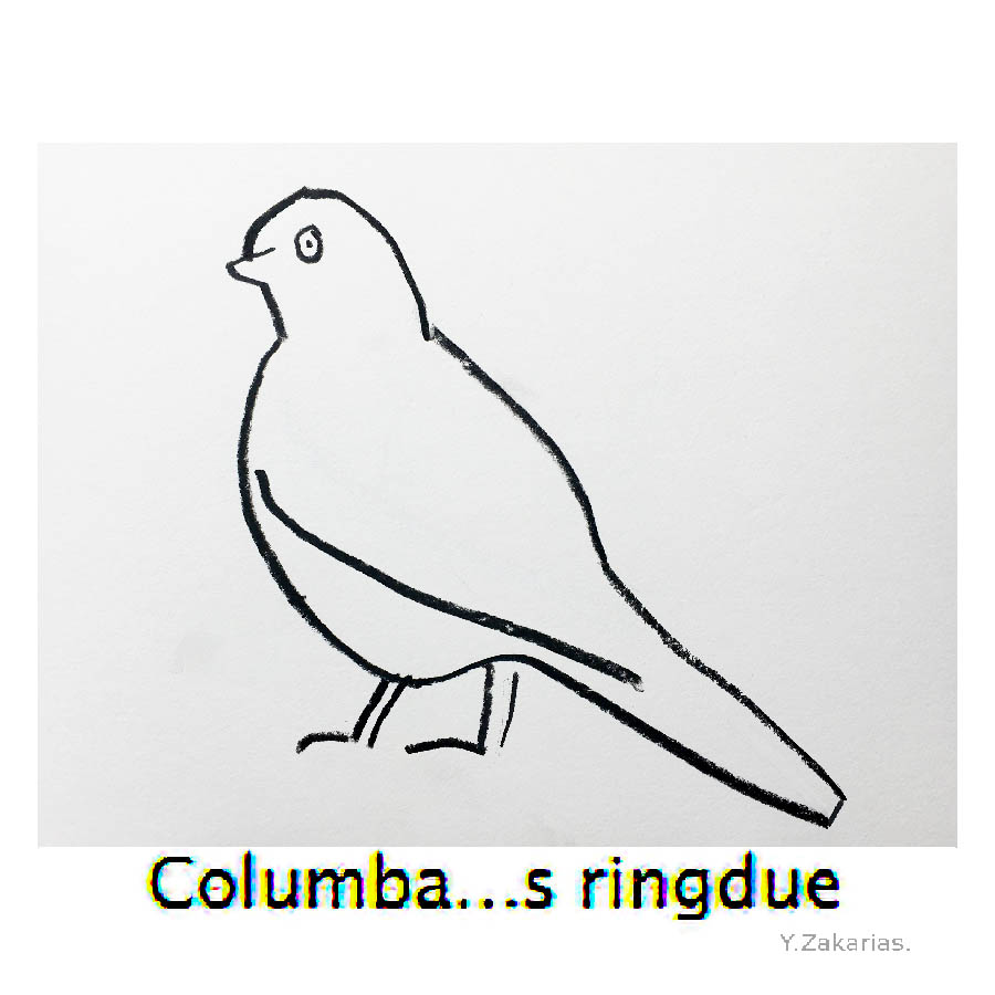 Freehand line drawing of Columba palumbus, wood pigeon